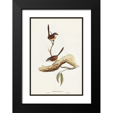Striated Wren-Amytis striatus Black Modern Wood Framed Art Print with Double Matting by Gould, John