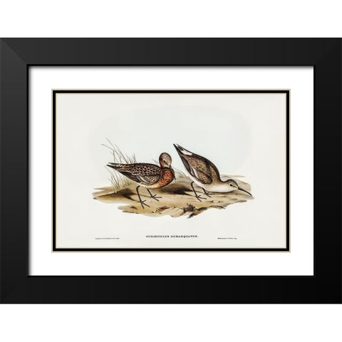Curlew Sandpiper-Schoeniclus subarquatus Black Modern Wood Framed Art Print with Double Matting by Gould, John