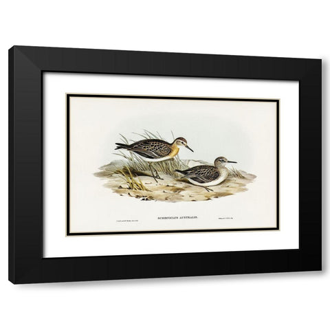 Australian Tringa-Schoeniclus Australis Black Modern Wood Framed Art Print with Double Matting by Gould, John