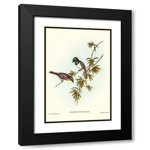 Pretty Flycatcher-Myiagra concinna Black Modern Wood Framed Art Print with Double Matting by Gould, John