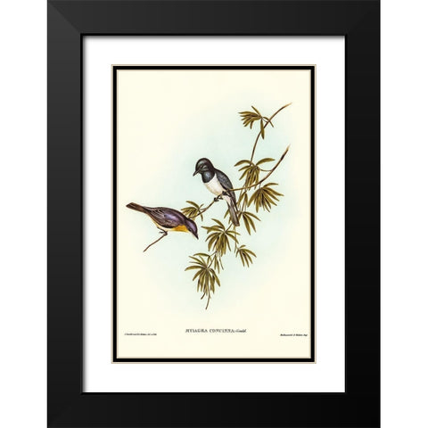 Pretty Flycatcher-Myiagra concinna Black Modern Wood Framed Art Print with Double Matting by Gould, John