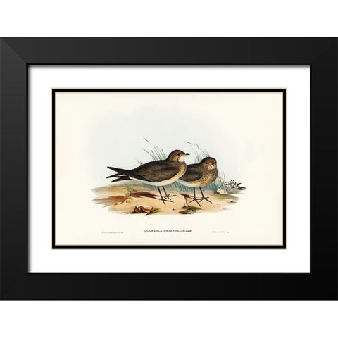 Oriental Pratincole-Glareola Orientalis Black Modern Wood Framed Art Print with Double Matting by Gould, John