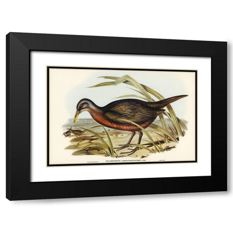 Chestnut-bellied Rail-Eulabeornis castaneoventris Black Modern Wood Framed Art Print with Double Matting by Gould, John