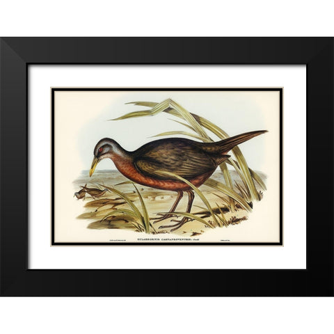 Chestnut-bellied Rail-Eulabeornis castaneoventris Black Modern Wood Framed Art Print with Double Matting by Gould, John