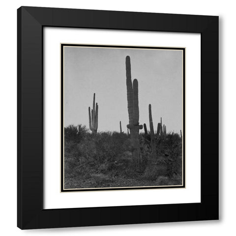 Cereus giganteus-Arizona Black Modern Wood Framed Art Print with Double Matting by OSullivan, Timothy H