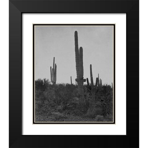 Cereus giganteus-Arizona Black Modern Wood Framed Art Print with Double Matting by OSullivan, Timothy H