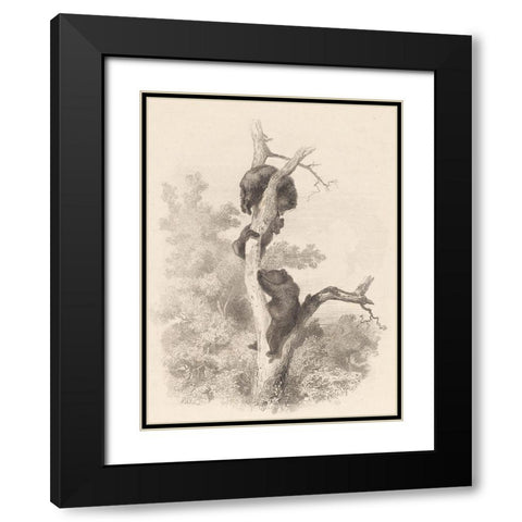 Les Ours-The Bears Black Modern Wood Framed Art Print with Double Matting by Bodmer, Karl