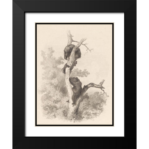 Les Ours-The Bears Black Modern Wood Framed Art Print with Double Matting by Bodmer, Karl