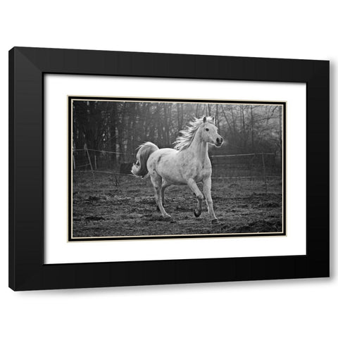 Galloping White Black Modern Wood Framed Art Print with Double Matting by The Yellowstone Collection