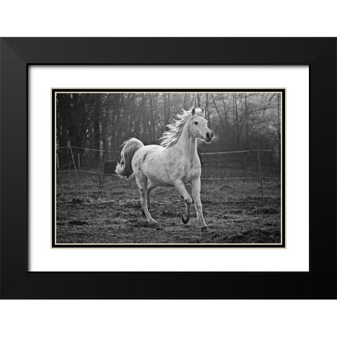 Galloping White Black Modern Wood Framed Art Print with Double Matting by The Yellowstone Collection