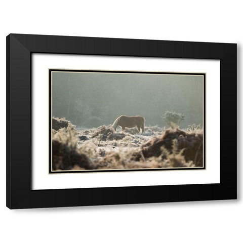Grazing in the Shrubs Black Modern Wood Framed Art Print with Double Matting by The Yellowstone Collection