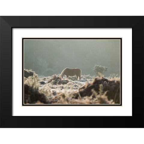 Grazing in the Shrubs Black Modern Wood Framed Art Print with Double Matting by The Yellowstone Collection