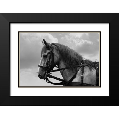 Horse in Harness Black Modern Wood Framed Art Print with Double Matting by The Yellowstone Collection