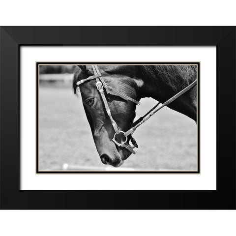 Horse in western bridle II Black Modern Wood Framed Art Print with Double Matting by The Yellowstone Collection
