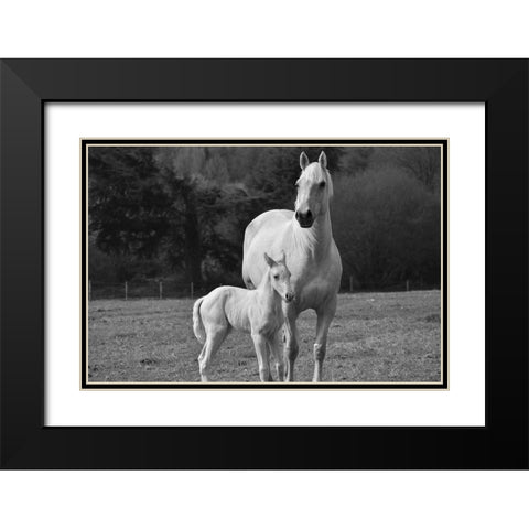 Palomino Horse and Colt Black Modern Wood Framed Art Print with Double Matting by The Yellowstone Collection