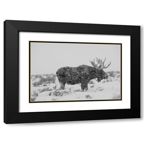Snowy Elk Black Modern Wood Framed Art Print with Double Matting by The Yellowstone Collection