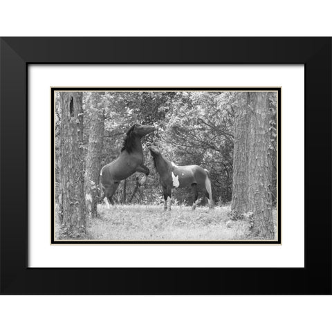 Wild Horses in the Forest Black Modern Wood Framed Art Print with Double Matting by The Yellowstone Collection