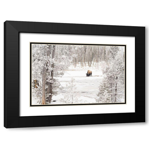 Bison in Norris Geyser Basin, Yellowstone National Park Black Modern Wood Framed Art Print with Double Matting by Frank, Jacob W.