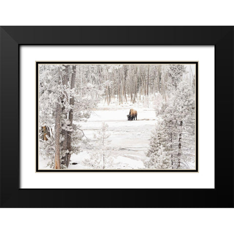 Bison in Norris Geyser Basin, Yellowstone National Park Black Modern Wood Framed Art Print with Double Matting by Frank, Jacob W.