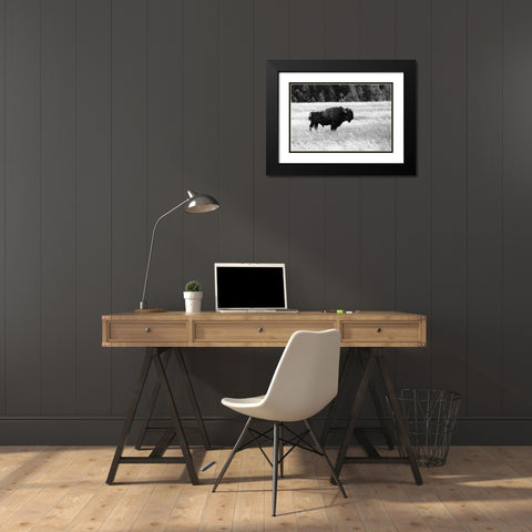 Bull Bison in Lower Geyser Basin, Yellowstone National Park Black Modern Wood Framed Art Print with Double Matting by Frank, Jacob W.