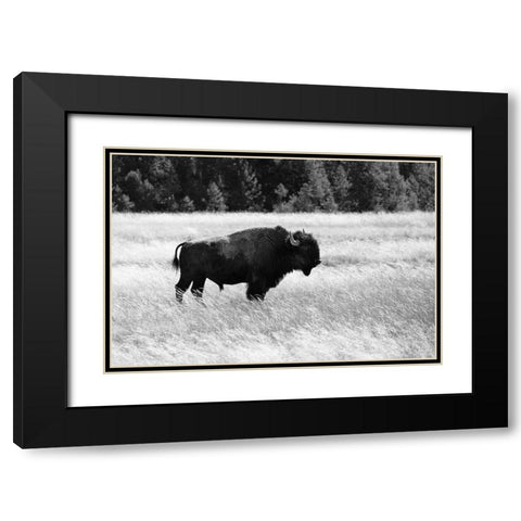 Bull Bison in Lower Geyser Basin, Yellowstone National Park Black Modern Wood Framed Art Print with Double Matting by Frank, Jacob W.