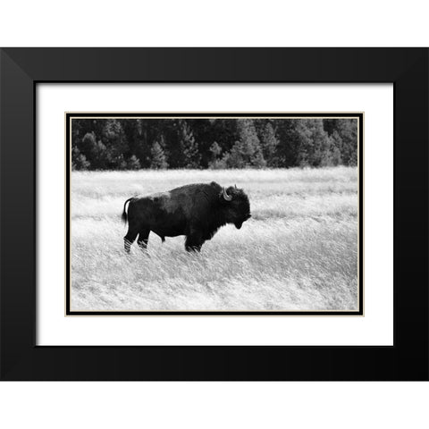 Bull Bison in Lower Geyser Basin, Yellowstone National Park Black Modern Wood Framed Art Print with Double Matting by Frank, Jacob W.