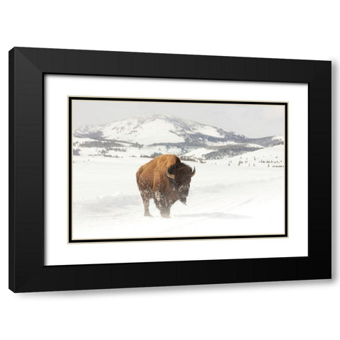Bull Bison near Swan Lake, Yellowstone National Park Black Modern Wood Framed Art Print with Double Matting by The Yellowstone Collection