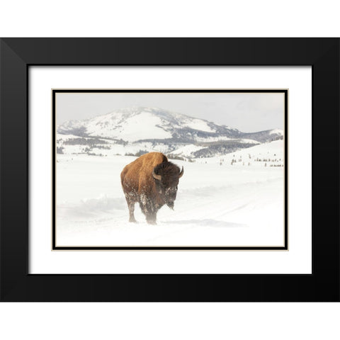 Bull Bison near Swan Lake, Yellowstone National Park Black Modern Wood Framed Art Print with Double Matting by The Yellowstone Collection