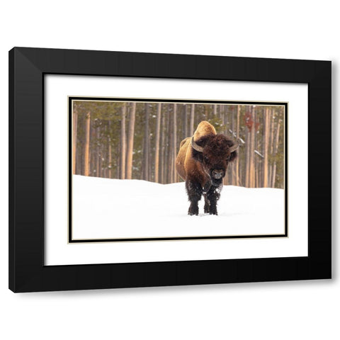 Bull Bison near Madison Junction, Yellowstone National Park Black Modern Wood Framed Art Print with Double Matting by Frank, Jacob W.