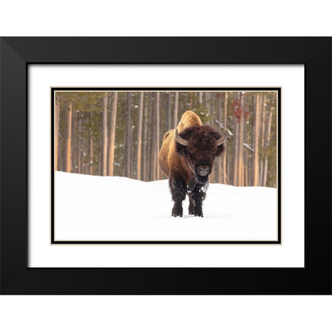 Bull Bison near Madison Junction, Yellowstone National Park Black Modern Wood Framed Art Print with Double Matting by Frank, Jacob W.