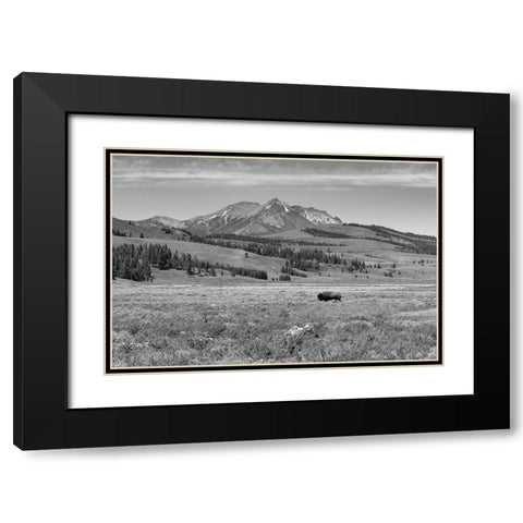 Bull Bison at Swan Lake, Yellowstone National Park Black Modern Wood Framed Art Print with Double Matting by Frank, Jacob W.
