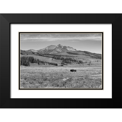 Bull Bison at Swan Lake, Yellowstone National Park Black Modern Wood Framed Art Print with Double Matting by Frank, Jacob W.