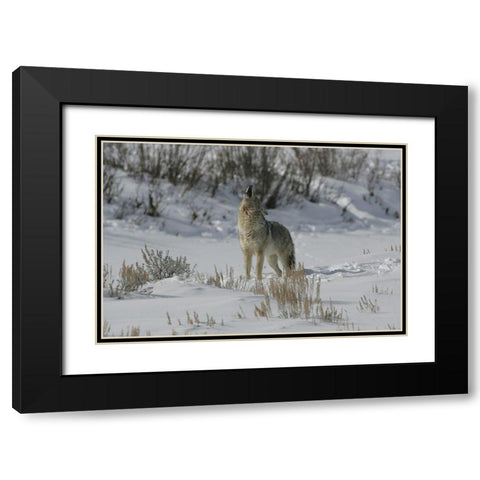 Coyote Howling in Lamar Valley, Yellowstone National Park Black Modern Wood Framed Art Print with Double Matting by The Yellowstone Collection