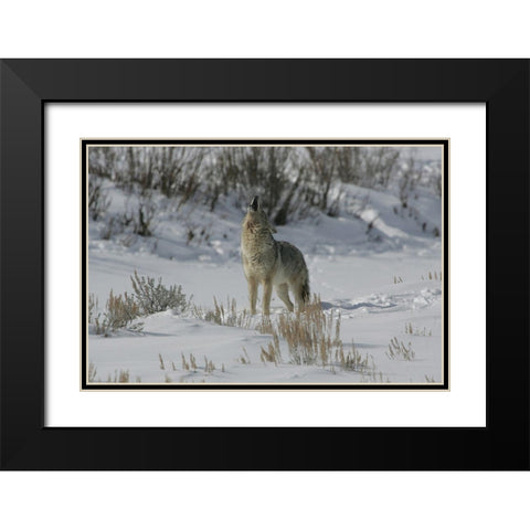 Coyote Howling in Lamar Valley, Yellowstone National Park Black Modern Wood Framed Art Print with Double Matting by The Yellowstone Collection