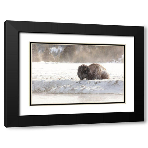 Bison at the Madison River, Yellowstone National Park Black Modern Wood Framed Art Print with Double Matting by Frank, Jacob W.