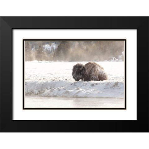 Bison at the Madison River, Yellowstone National Park Black Modern Wood Framed Art Print with Double Matting by Frank, Jacob W.
