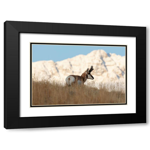 A Pronghorn near Electric Peak, Yellowstone National Park Black Modern Wood Framed Art Print with Double Matting by Frank, Jacob W.