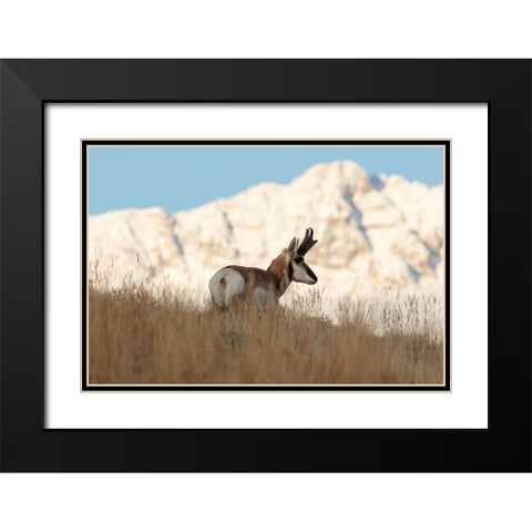 A Pronghorn near Electric Peak, Yellowstone National Park Black Modern Wood Framed Art Print with Double Matting by Frank, Jacob W.
