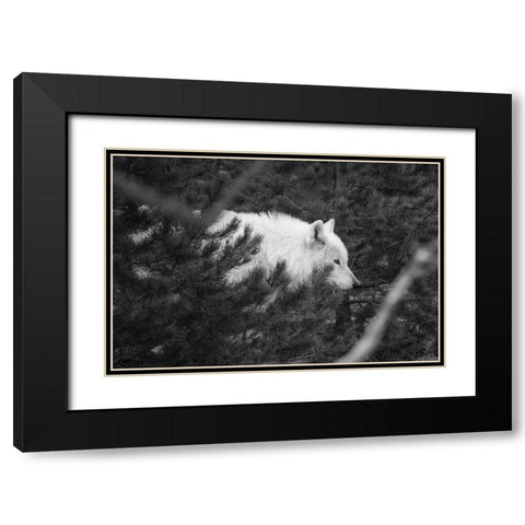 Female wolf of the Canyon pack, Yellowstone National Park Black Modern Wood Framed Art Print with Double Matting by Herbert, Neal