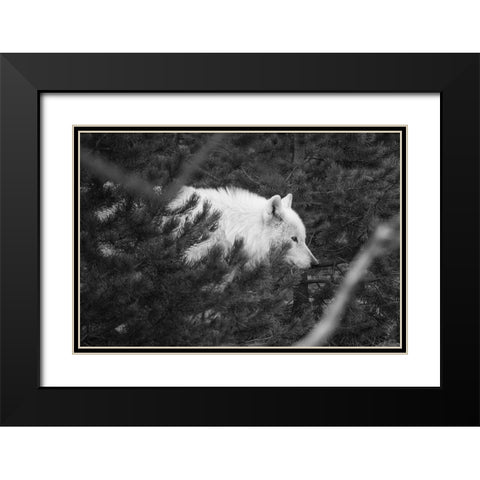 Female wolf of the Canyon pack, Yellowstone National Park Black Modern Wood Framed Art Print with Double Matting by Herbert, Neal