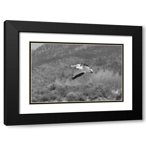 American white pelican, Yellowstone National Park Black Modern Wood Framed Art Print with Double Matting by Frank, Jacob W.