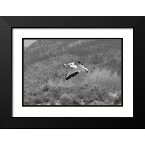 American white pelican, Yellowstone National Park Black Modern Wood Framed Art Print with Double Matting by Frank, Jacob W.