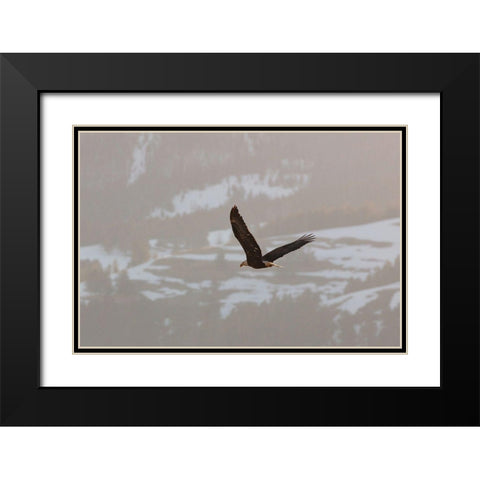 Bald Eagle over Soda Butte Creek, Yellowstone National Park Black Modern Wood Framed Art Print with Double Matting by Frank, Jacob W.