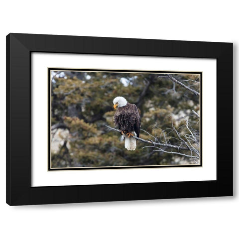 Bald Eagle near Gardner Canyon, Yellowstone National Park Black Modern Wood Framed Art Print with Double Matting by Frank, Jacob W.