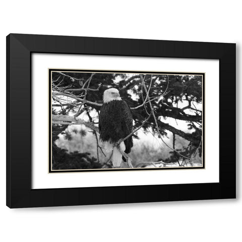Bald Eagle above the Gardner River, Yellowstone National Park Black Modern Wood Framed Art Print with Double Matting by Peaco, Jim