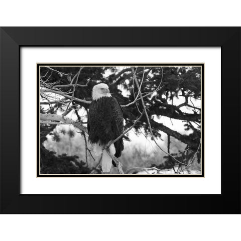 Bald Eagle above the Gardner River, Yellowstone National Park Black Modern Wood Framed Art Print with Double Matting by Peaco, Jim