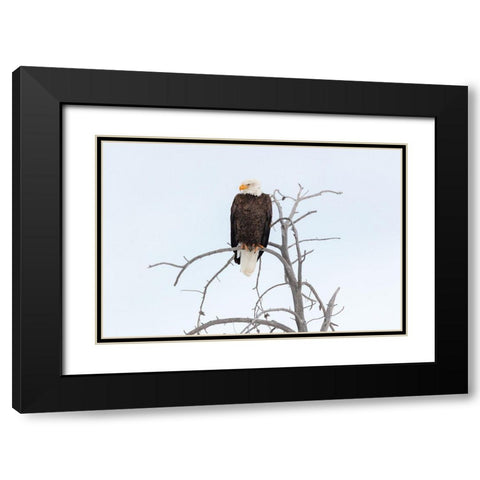 Bald Eagle near the Yellowstone River, Yellowstone National Park Black Modern Wood Framed Art Print with Double Matting by The Yellowstone Collection