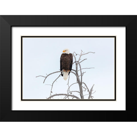 Bald Eagle near the Yellowstone River, Yellowstone National Park Black Modern Wood Framed Art Print with Double Matting by The Yellowstone Collection