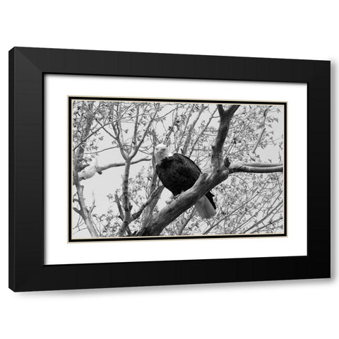 Bald Eagle perched near the Yellowstone River, Yellowstone National Park Black Modern Wood Framed Art Print with Double Matting by Frank, Jacob W.