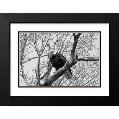 Bald Eagle perched near the Yellowstone River, Yellowstone National Park Black Modern Wood Framed Art Print with Double Matting by Frank, Jacob W.